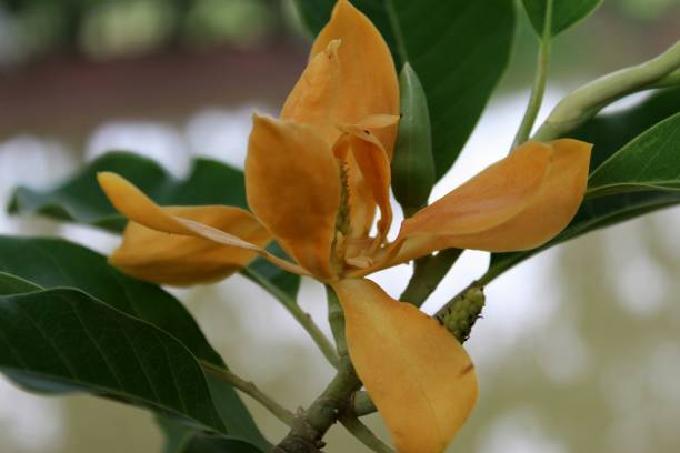 Bud and blooming Champaka flower (Also called as Michelia alba champak, Michelia champaca, Magnoliceae hybrid champaka, champak, Magnolia champaka) on the tree.It is a large evergreen tree. Close-up of Beautiful Bud and blooming Champaka flower (Also called as Michelia alba champak, Michelia champaca, Magnoliceae hybrid champaka, champak, Magnolia champaka) on the tree.It is a large evergreen tree. ideal for backgrounds and textures.photo taken in India Odisha Bhadrak. champak stock pictures, royalty-free photos & images
