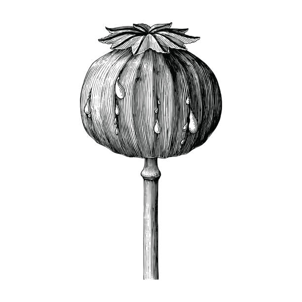 мак ручной рисунок старинные клип искусства изолированы на белом фоне - poppy capsule stock illustrations