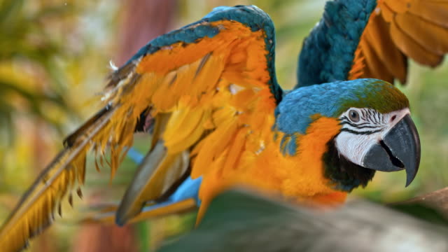 SLO MO Blue and golden macaw jumping on a branch