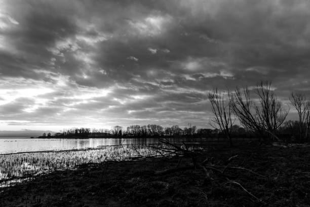 istock Moody lake shore at sunset, with sun light reflecting on water, and skeletal trees 993419936