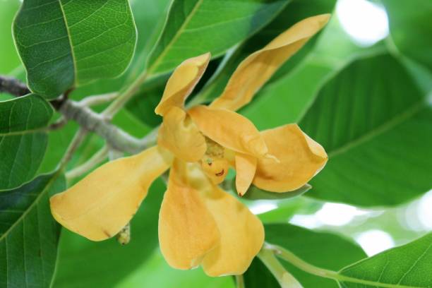 istock Bud and blooming Champaka flower (Also called as Michelia alba champak, Michelia champaca, Magnoliceae hybrid champaka, champak, Magnolia champaka) on the tree.It is a large evergreen tree. 993421050
