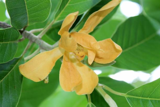 istock Bud and blooming Champaka flower (Also called as Michelia alba champak, Michelia champaca, Magnoliceae hybrid champaka, champak, Magnolia champaka) on the tree.It is a large evergreen tree. 993421054