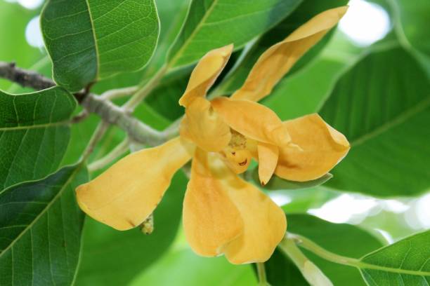 istock Bud and blooming Champaka flower (Also called as Michelia alba champak, Michelia champaca, Magnoliceae hybrid champaka, champak, Magnolia champaka) on the tree.It is a large evergreen tree. 993425206
