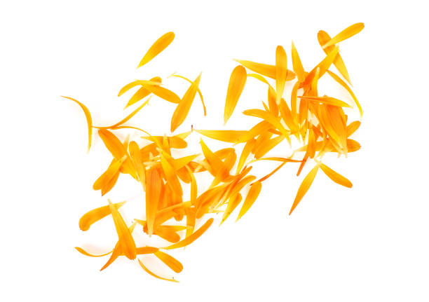 istock Calendula petals on a white background, top view. 993425790