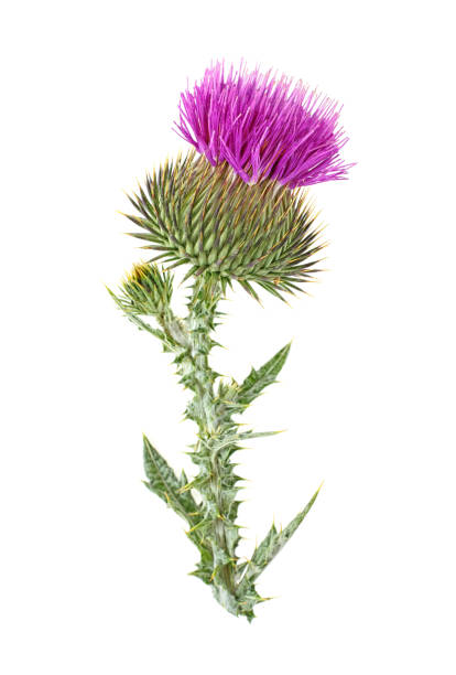 istock Milk thistle flower plant isolated on white background 993426036