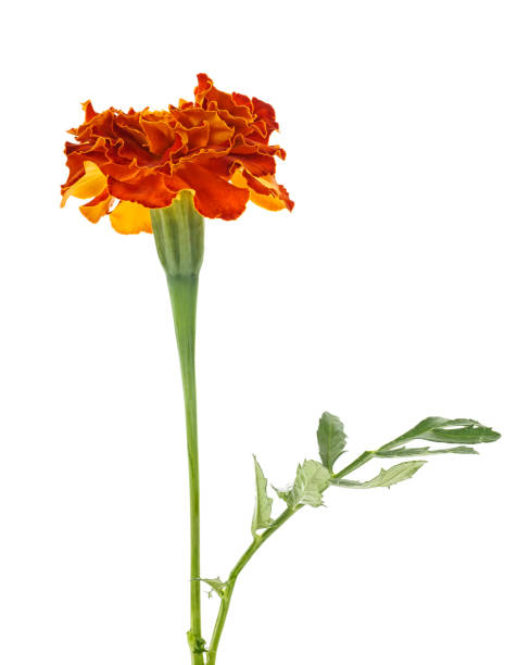 istock One flower of marigold isolated on a white background 993426162
