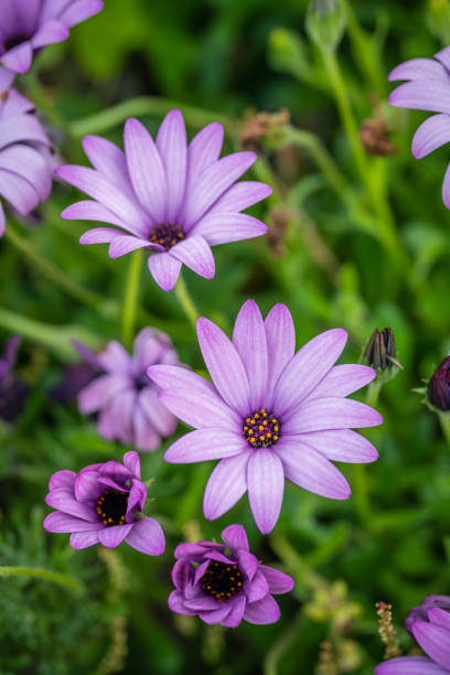 istock Beautiful violet daisy flowers 993435324