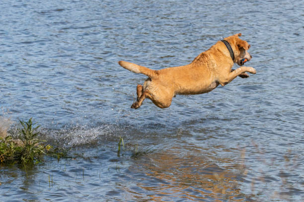 istock Dog jumping into water at the dog park 993442542