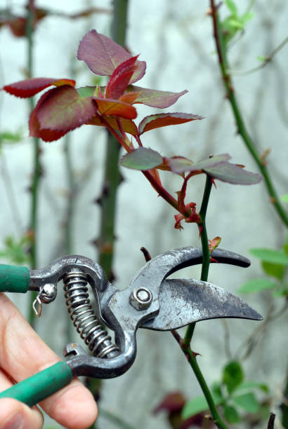 istock The size of the rose bush 993445590