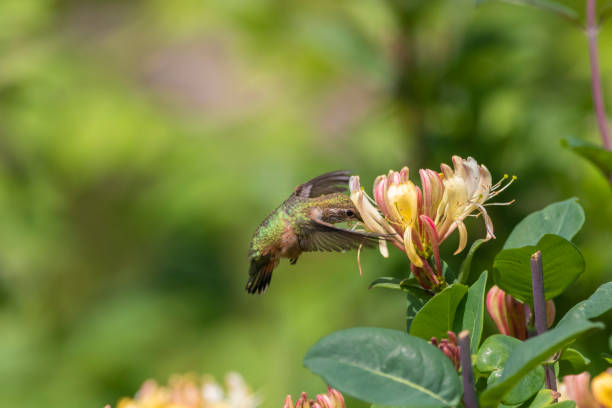 istock A Beautiful Humming Bird Flying near Flowers 993450306