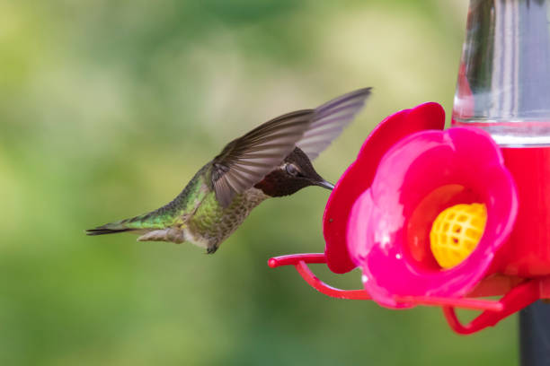 A Beautiful Humming Bird Flying near a Feeder.