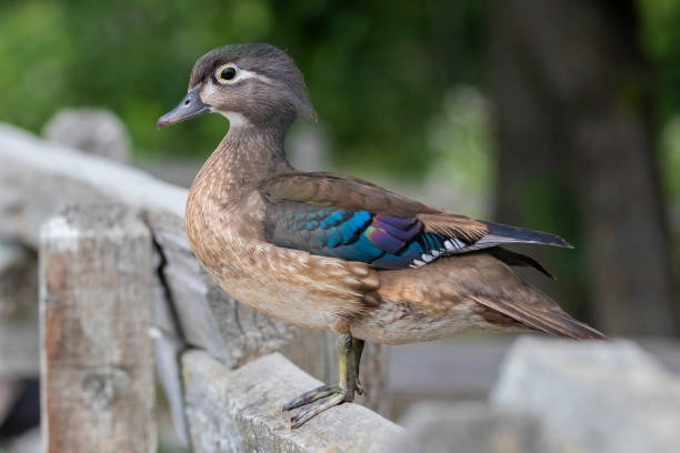 istock A Beautiful Female Wood Duck on a Fence 993450634