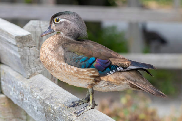 istock A Beautiful Female Wood Duck on a Fence 993450954