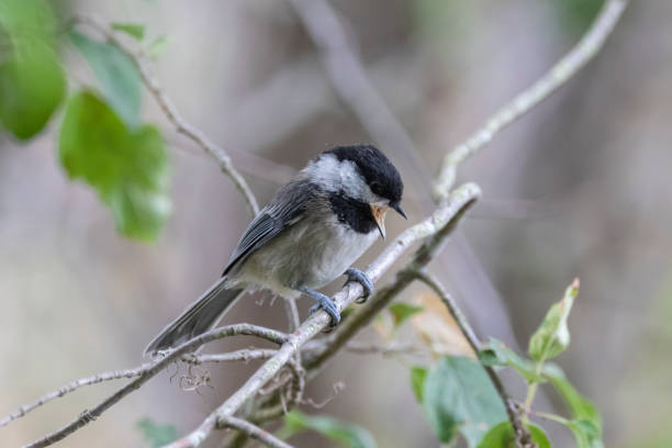 istock A cute small bird close up on a branch 993454072