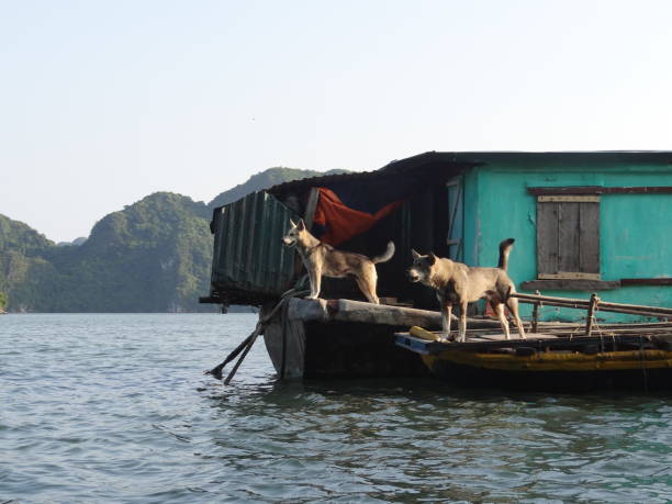 istock Ha Long Bay, Vietnam 993457496