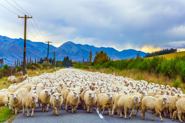 The sheep is moving along the highway Huge herd of sheep is moving along the highway. Concept of active and ecological tourism. Exotic journey to the South Island, New Zealand lamb animal photos stock pictures, royalty-free photos & images