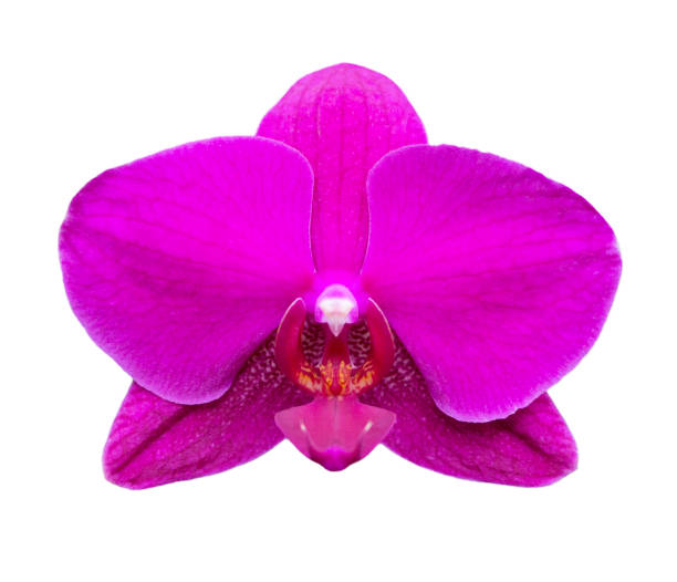 istock Purple-fuchsia phalaenopsis orchid 993458530