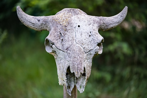 Scary bison skull in the forest