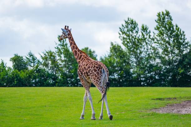 istock Giraffe walking in the savanna 993461822
