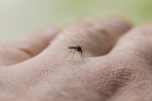 istock A Mosquito Close Up on Skin Biting 993463180