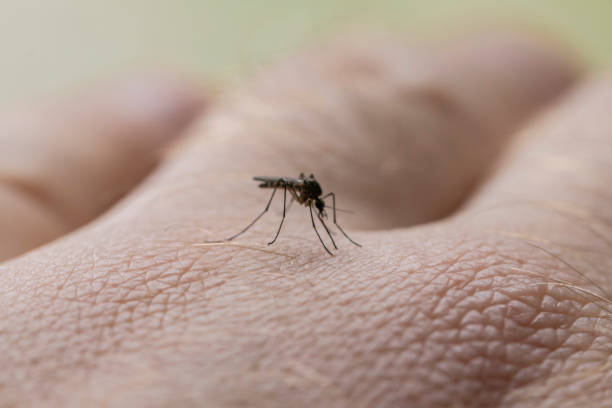 istock A Mosquito Close Up on Skin Biting 993463290