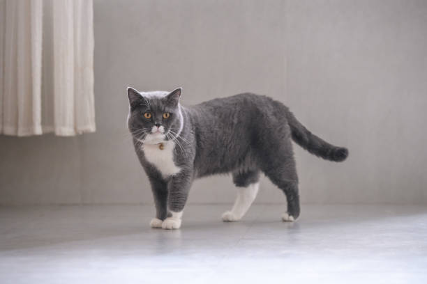 istock British short hair cat, shot indoors 993463340