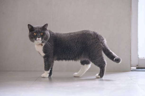 istock British short hair cat, shot indoors 993466656