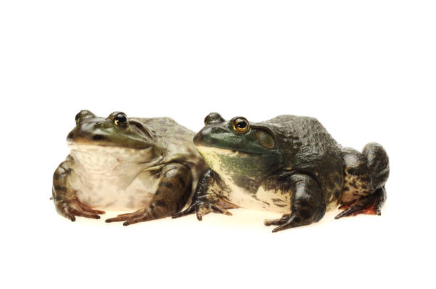 bullfrog, rana catesbeiana on white background - american bullfrog amphibian animal bullfrog imagens e fotografias de stock
