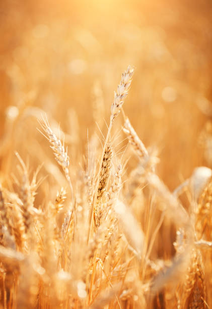 istock Wheat field. Rural Scenery under Shining Sunlight. A background of the ripening wheat. Rich harvest 993473268