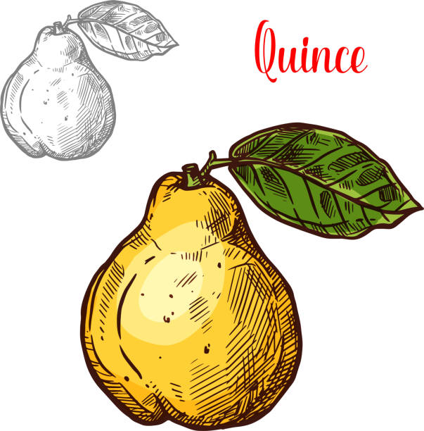 ilustrações de stock, clip art, desenhos animados e ícones de quince vector sketch exotic fruit icon - quince