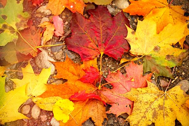 istock abstract autumn fall yellow leaves nature background 993486878