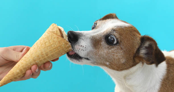 jack russell hund essen eis auf einem kegel-waffel - speisen isoliert stock-fotos und bilder