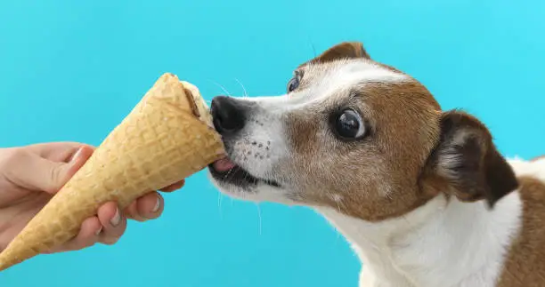 Photo of jack russell dog eating ice cream on a cone waffle