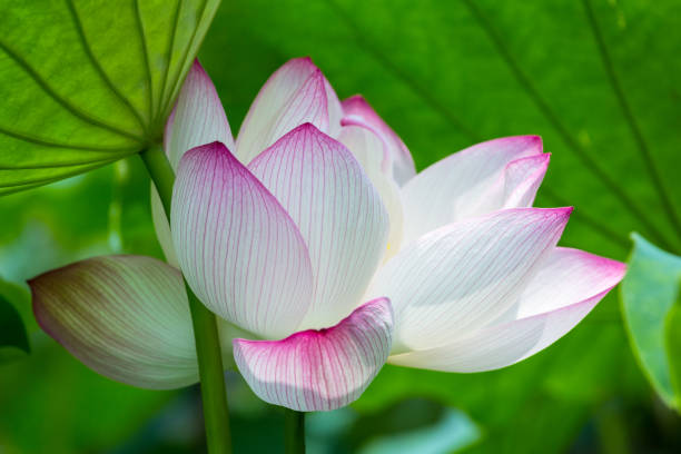 istock lotus flower bloom in summer 993490230