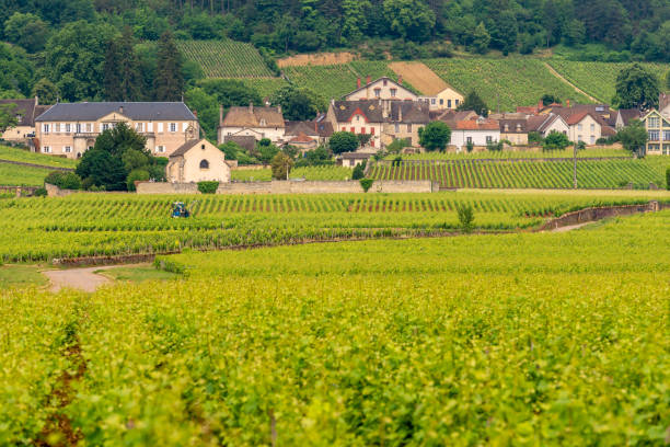 istock Fields of vines leading to a small village 993491390