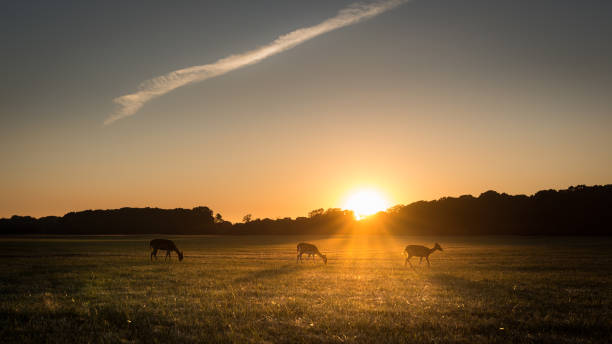istock Young deer grazing in the sunset, at Phoenix Park, Dublin, Ireland 993494728