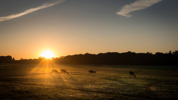 istock Young deer herd grazing under a sunset in Phoenix Park, Dublin, Ireland 993494982