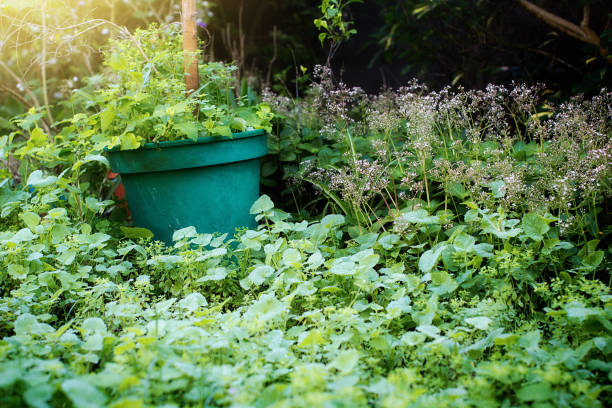A neglected backyard has been taken over by weeds.