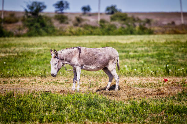 istock Cute donkey on a green meadow 993500194
