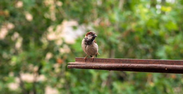 istock Sparrow sitting on the home window 993508240