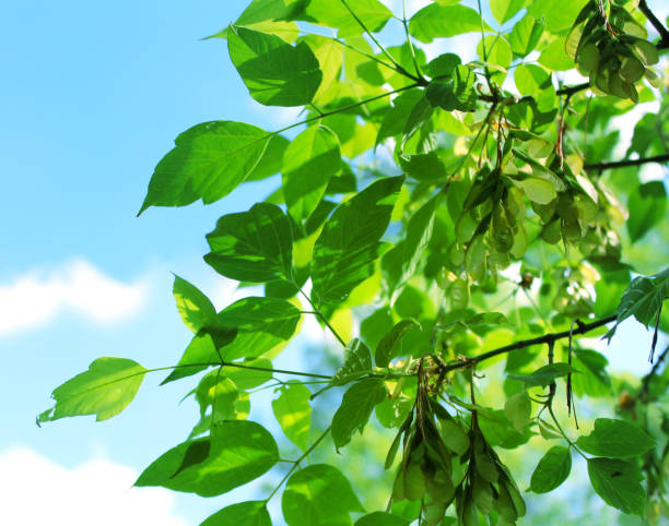 istock Green leaves of a tree against a blue sky. 993509270