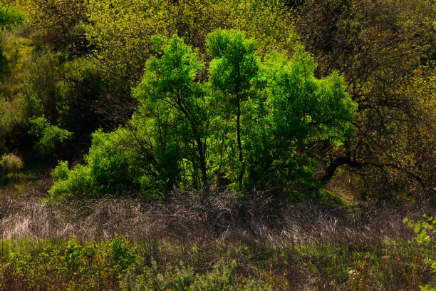 istock Pacific Southwest forest and California walnut trees 993514000