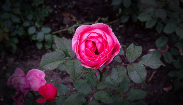 Ruže - Page 8 Pinke-rose