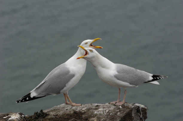 유럽재갈매기 (larus argentatus)  - herring gull 뉴스 사진 이미지