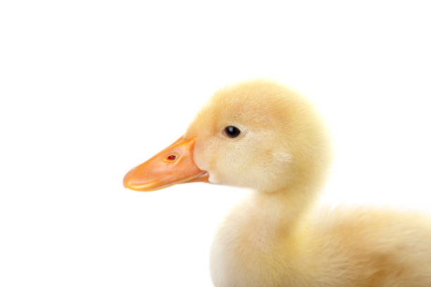 istock Baby Duckling is Walking Against Isolated White Background 993541082