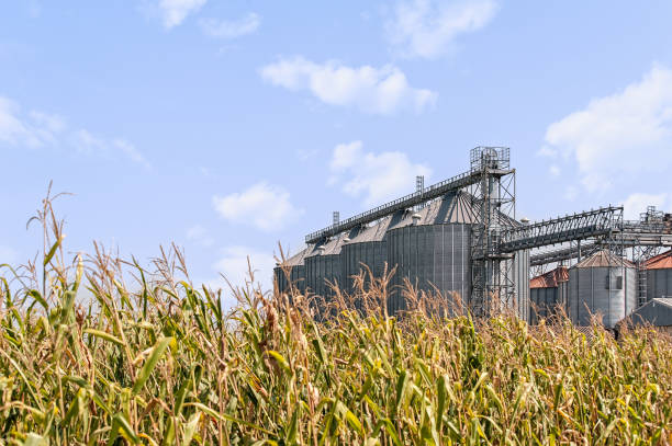 istock Corn field and set of storage silos. 993566380