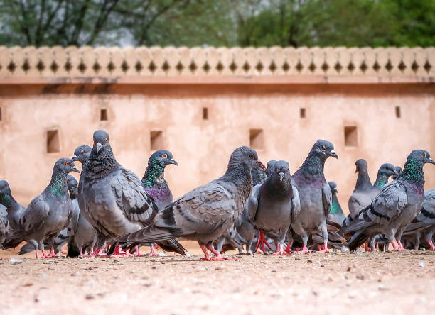 istock Flock of pigeons on the ground 993566896