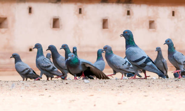 istock Flock of pigeons on the ground 993566900