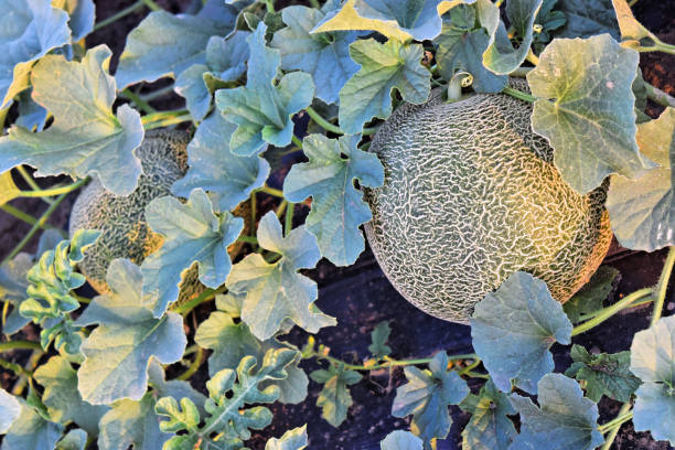 istock Rockmelon farmland at twilight time 993569020