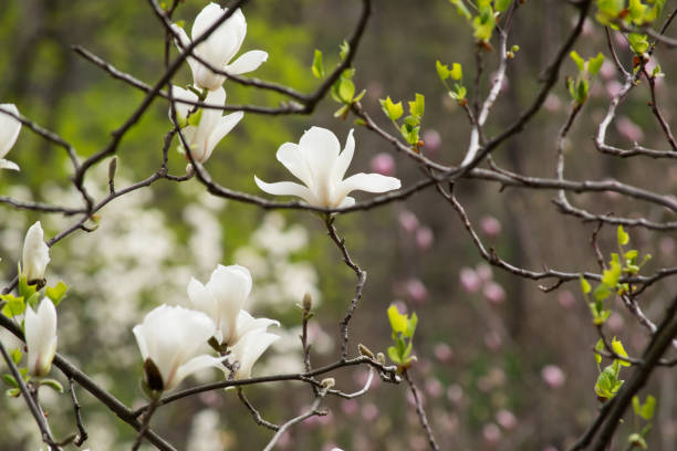 istock Mysterious spring background with white magnolia flowers 993569976